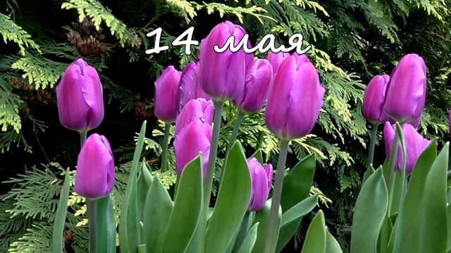 14 мая – именины сегодня отмечают