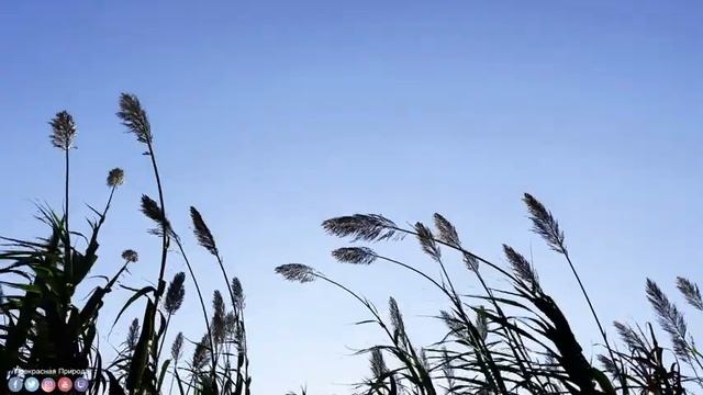 Музыка для релаксации ♫ Очень красивая музыка, трогающая душу и сердце! Mузыка Сергея Грищука #3