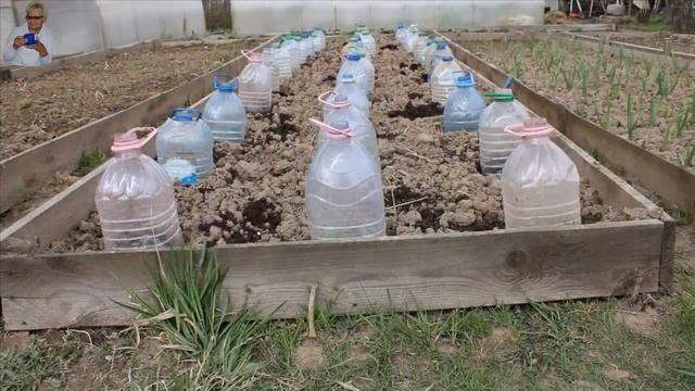 На даче цветы, кустарники, капуста и чудо-чудное и диво-дивное.