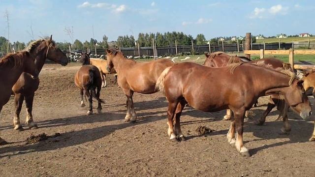 Выпускаем жеребца в его любимый табун