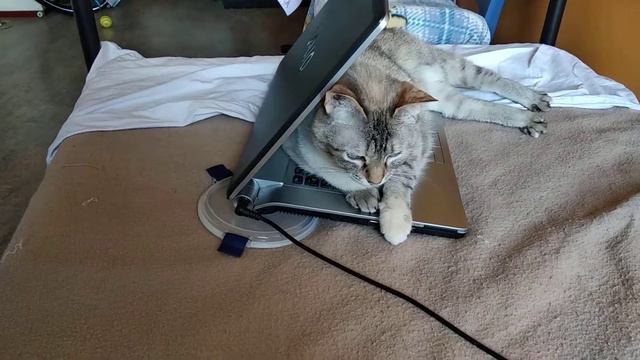 Кошка не даёт мне пользоваться ноутбуком