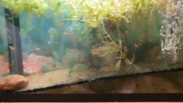 Ферма по производству Меченосцев работает отлично! Бесплатный корм разрастается! Будни аквариумов!