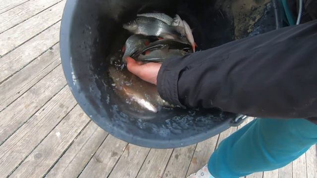 РЫБАЛКА КРАСНОДАРСКИЙ край КАЛИНИНСКИЙ РАЙОН БАЗА ПОМАНЫ