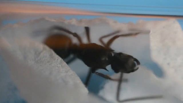 Матка муравья Polyrhachis Rixosa. Посылка. Распаковка