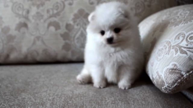Белый померанский шпиц . White Puppy Pomeranian. Www.elitdog.com