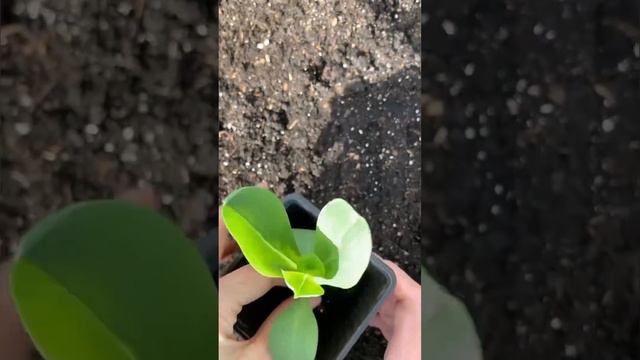 Grow-A-Long Cerinthe Major 'Purpurascens', (Honeywort)