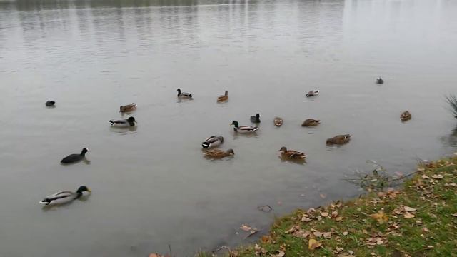 СОЛНЕЧНЫЙ ОСТРОВ КРАСНОДАР 28.10.16