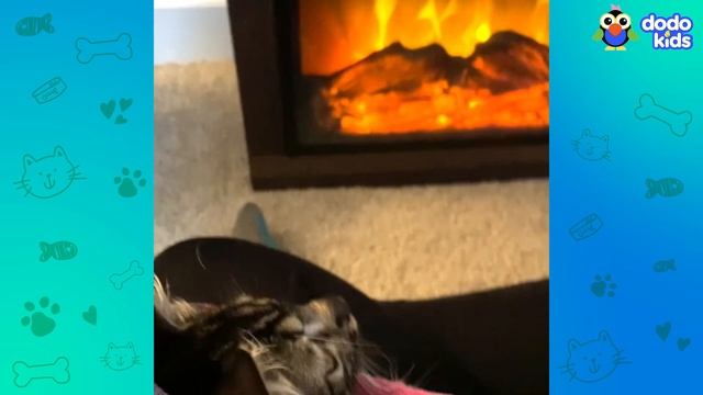 Help! There’s A Cat In This Bath! | Dodo Kids | Animal Videos