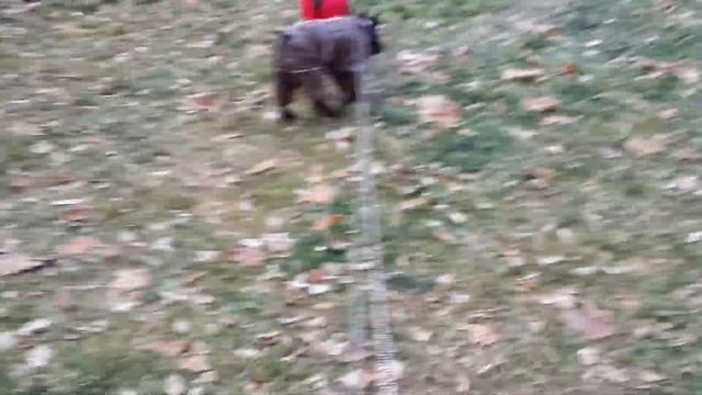 Цверги после стрижки