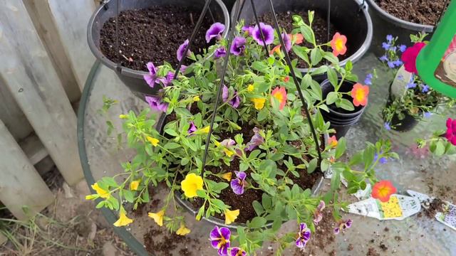 رافقوني في زراعة أزهار البتونيا الصيفية 🌸🌼🌷🌹💐🌞 مع ابنتي آية👩👦💓💓