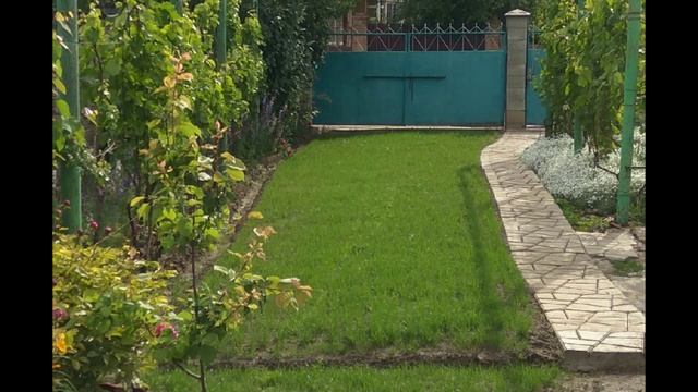 Газон.mp4
