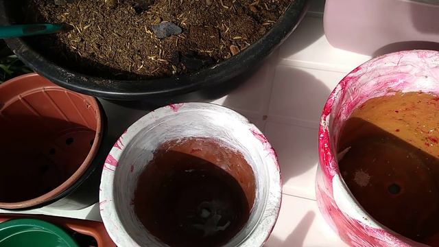 #echeveria Gila Replantes De Bebês Dicas E Cuidados...