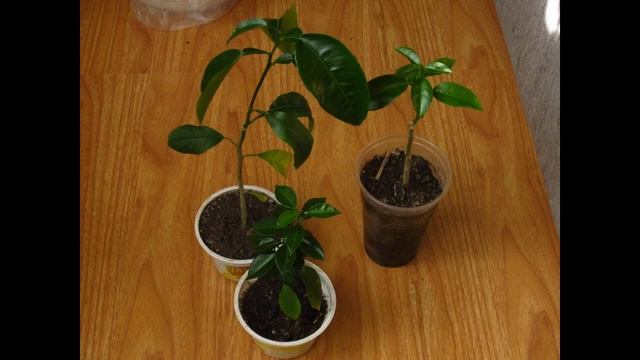 Строительные Приключения