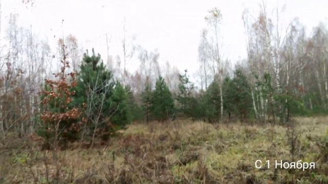 #С первым Ноября | Прогулка в берёзовом лесу ??