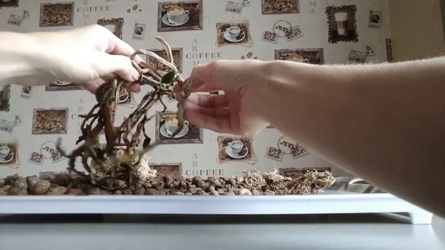 РЕЗУЛЬТАТ деления орхидеи. Отделяем и спасаем детку орхидеи.