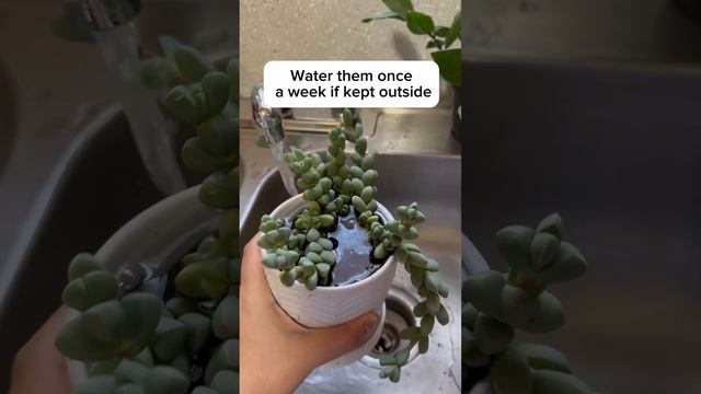 How To Keep Your Succulents Alive!