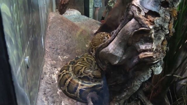 Fort Worth Zoo Full Tour - Fort Worth, Texas - Part One