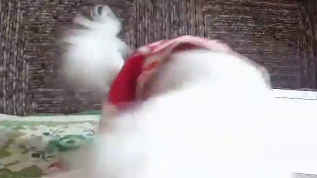 Тест на IQ 1/мальтезе/Кристина&Марчик