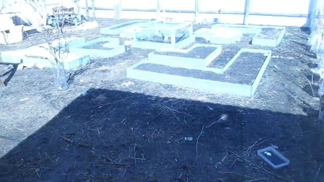 Куры дождались...Гусята подросли...