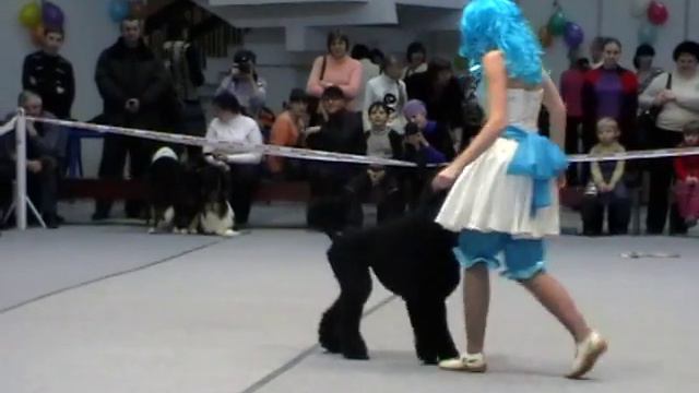 Цирковое представление большой пудель Белгород