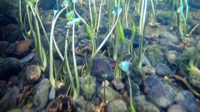 Движение реки