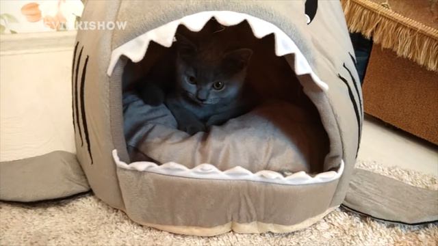 НОВЫЙ ПИТОМЕЦ? Реакция КОТА на АКУЛУ! SvinkiShow