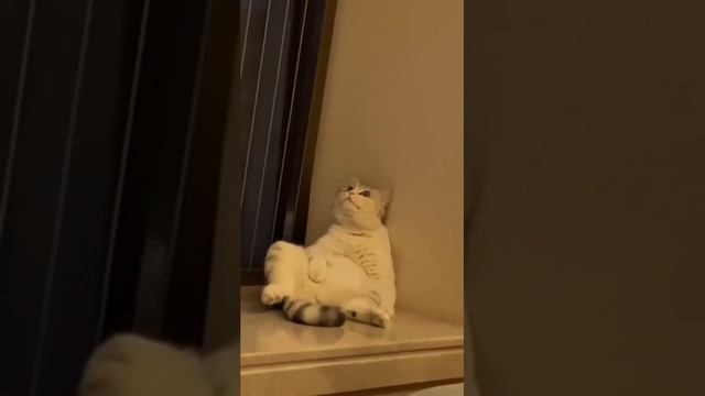 котик сломался