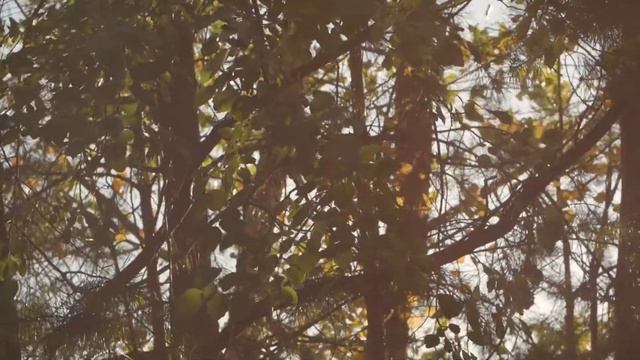 тест Panasonic Lumix DMC-G80 и ГЕЛИОС-44-2