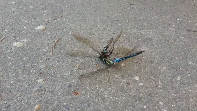 Стрекозы тоже любят...