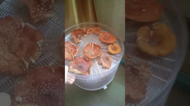 Ezhevik-grebenchatyj-rf