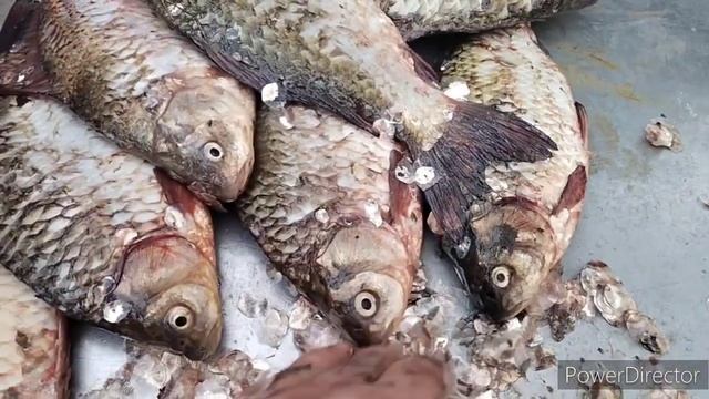 Славянск.15.11.23. Сегодня рыба,а не четверг!?