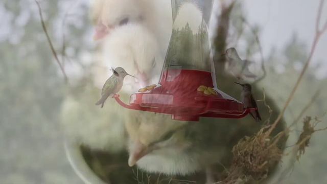 Видео с маленькими животными и приятная музыка для релакса.