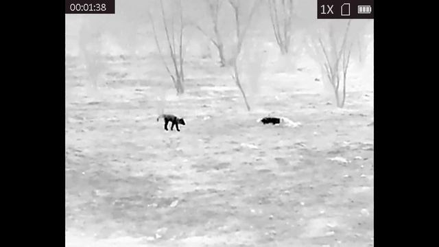 Охота на шакала. Зима 2022/2