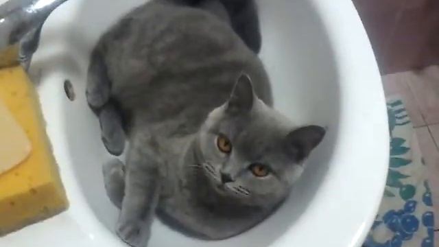 Ася спит в раковине