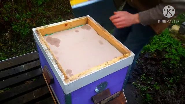 Мёд или Канди пчёлам?