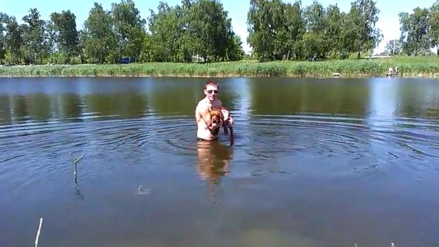Английский кокер-спаниель.пытаемся плавать.