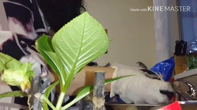 962507e3b16efff3727d4be33d8da6bf