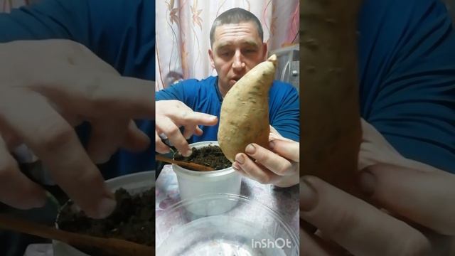 Батат или сладкий картофель. Как получить рассаду батата из 2 клубней.