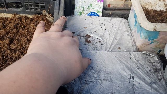 посев цветов продолжается