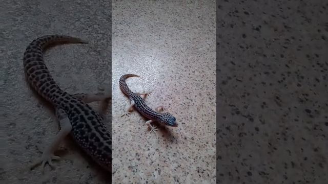 Кормление самца эублефара