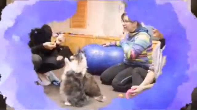 Зоопсихология для собак. Есть ли у Мишки шансы?🐶🔮(фан Ани Меджик)