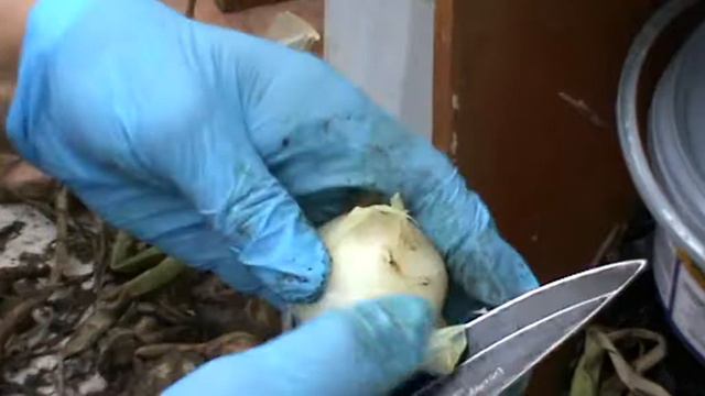 Что делать с намокшим  луком