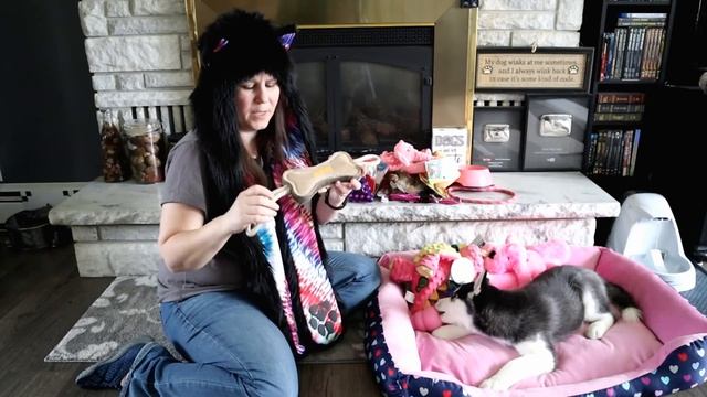 Everything I Bought For My New Husky Puppy Haul