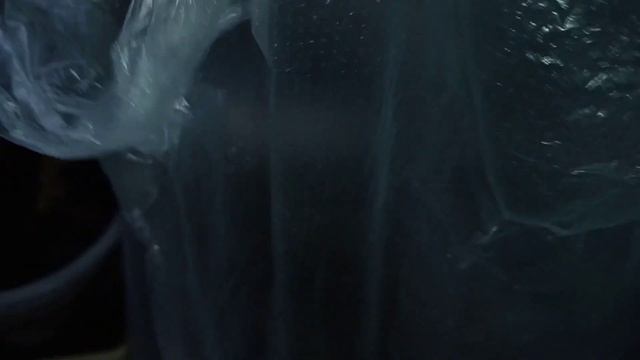 Результаты черенкования комнатных растений.