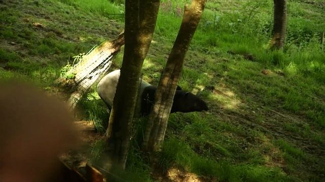 Naissance D'un Bébé Tapir Au Zoo Du Cerza