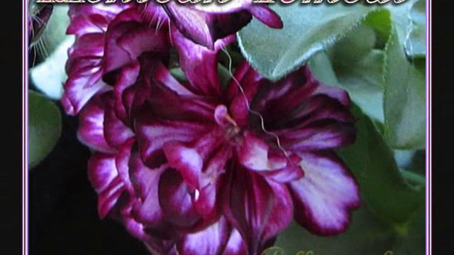 Vackra Blommor Till Vacker Musik.wmv