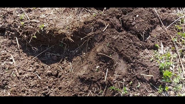 Кошель монет. Коп 9го мая с XP Deus??? #44