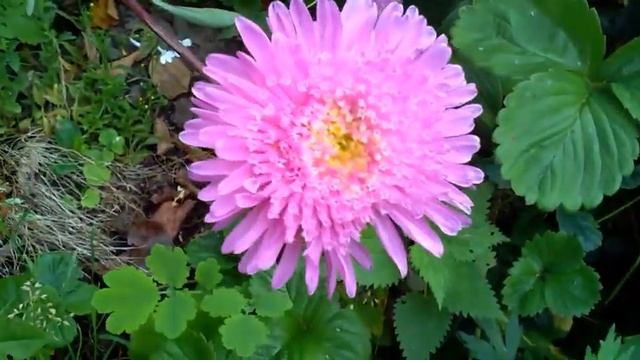 2c75f05659504ba2fda8f5031b1fbe8f