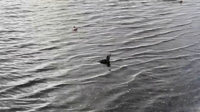 Немного моря для вас. Почувствуйте атмосферу морского побережья. 15 октября 2023 г.