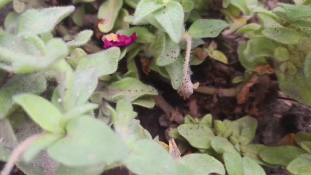 !! How To Get Petunia Seeds From The Plant 🌿 !! Trick For Beginners How To Store Seeds.ab Sb Asan H